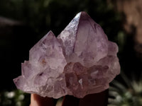 Natural Dark Amethyst Spirit Quartz Clusters x 12 From Boekenhouthoek, South Africa