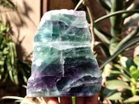 Polished On One Side Watermelon Fluorite Specimens x 3 From Uis, Namibia