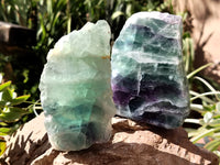 Polished On One Side Watermelon Fluorite Specimens x 3 From Uis, Namibia