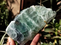 Polished On One Side Watermelon Fluorite Specimens x 3 From Uis, Namibia