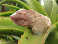 Natural Red Hematoid Quartz Clusters x 6 From Karoi, Zimbabwe