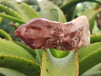 Natural Red Hematoid Quartz Clusters x 6 From Karoi, Zimbabwe