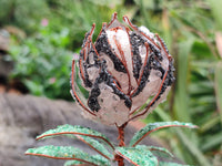 Hand Made Gemstone Protea Flower Trees x 3 From South Africa