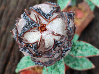 Hand Made Gemstone Protea Flower Trees x 3 From South Africa