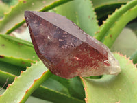 Natural Smokey Quartz Crystals x 6 From Malawi