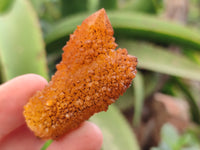 Natural Golden Solar Spirit Quartz Clusters x 20 From Boekenhouthoek, South Africa