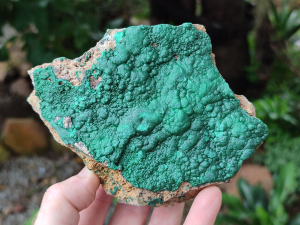 Natural Botryoidal Malachite Specimens x 6 From Tenke Fungurume, Congo