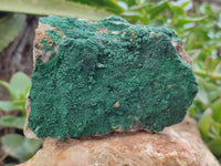 Natural Botryoidal Malachite Specimens x 6 From Tenke Fungurume, Congo