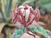 Hand Made Gemstone Double Protea Flower Trees x 3 From South Africa