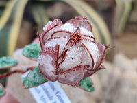 Hand Made Gemstone Double Protea Flower Trees x 3 From South Africa