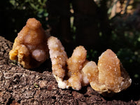 Natural Ametrine Spirit Quartz Crystals x 12 From Boekenhouthoek, South Africa