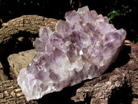 Natural Jacaranda Amethyst Quartz Cluster x 1 From Mumbwa, Zambia