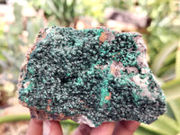 Natural Botryoidal Malachite Specimens x 6 From Tenke Fungurume, Congo