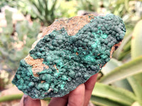 Natural Botryoidal Malachite Specimens x 6 From Tenke Fungurume, Congo