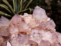 Natural Dark Amethyst Spirit Quartz Cluster x 1 From Boekenhouthoek, South Africa