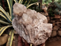 Natural Smokey Phantom Quartz Clusters x 2 From Luena, Congo