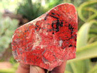 Polished On One Side Red Jasper Free Forms x 16 From Northern Cape, South Africa