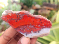 Polished On One Side Red Jasper Free Forms x 16 From Northern Cape, South Africa