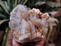 Natural Fairy Spirit Quartz Clusters x 5 From Boekenhouthoek, South Africa