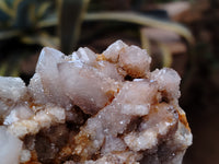 Natural Fairy Spirit Quartz Clusters x 5 From Boekenhouthoek, South Africa