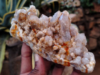 Natural Fairy Spirit Quartz Clusters x 5 From Boekenhouthoek, South Africa