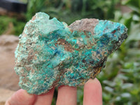 Natural Shattuckite with Azurite and Chrysocolla Specimens x 10 From Namibia