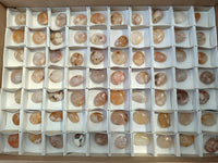 Polished Fossil Flower Agate Cabachons x 70 From Antsahalova, Madagascar