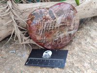 Polished Podocarpus Petrified Wood Hearts x 2 From Mahajanga, Madagascar