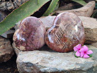 Polished Podocarpus Petrified Wood Hearts x 2 From Mahajanga, Madagascar