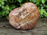 Polished Podocarpus Petrified Wood Hearts x 2 From Mahajanga, Madagascar