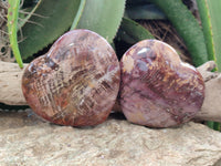 Polished Podocarpus Petrified Wood Hearts x 2 From Mahajanga, Madagascar