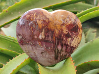 Polished Podocarpus Petrified Wood Hearts x 2 From Mahajanga, Madagascar