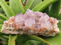 Natural Amethyst Spirit Quartz Clusters x 2 From Boekenhouthoek, South Africa