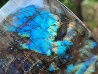 Polished Labradorite Standing Free Form x 1 From Tulear, Madagascar