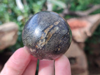 Polished Rare Pharaoh Stone Spheres x 6 From Zimbabwe