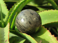 Polished Rare Pharaoh Stone Spheres x 6 From Zimbabwe