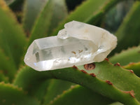 Natural Single White Quartz Crystals x 70 From Madagascar