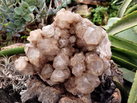 Natural Smokey Phantom Quartz Cluster x 1 From Luena, Congo