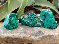 Polished Flower Banded Malachite Free Forms x 6 From Congo