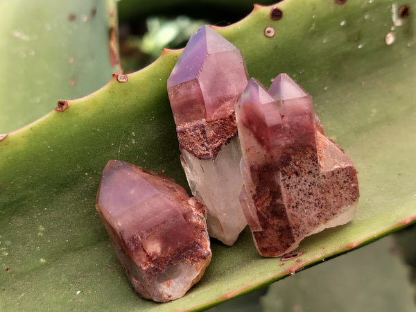 Natural Red Hematoid Phantom Quartz Clusters x 30 From Karoi, Zimbabwe