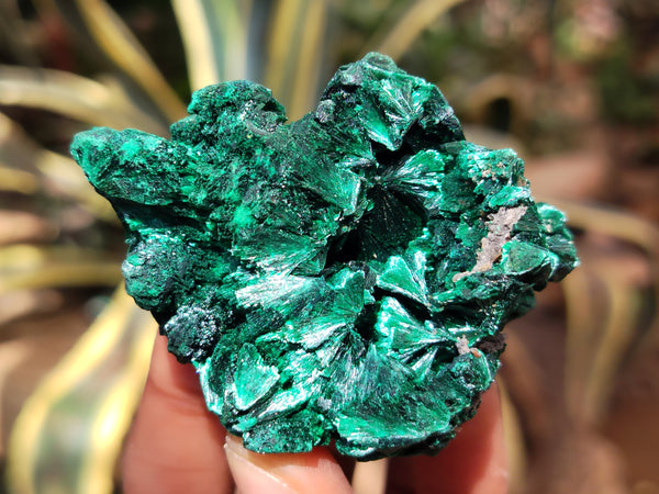 Natural Silky Malachite Specimens x 12 From Kasompe, Congo