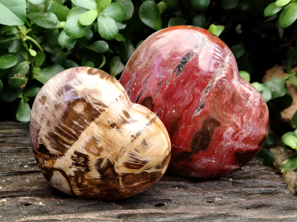 Polished Podocarpus Petrified Wood Hearts x 2 From Mahajanga, Madagascar