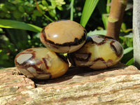 Polished Septerye Palm Stones x 12 From Mahajanga, Madagascar