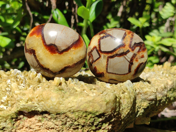 Polished Septerye Palm Stones x 12 From Mahajanga, Madagascar