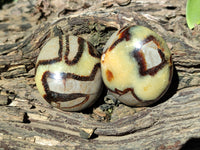 Polished Septerye Palm Stones x 12 From Mahajanga, Madagascar