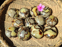 Polished Septerye Palm Stones x 12 From Mahajanga, Madagascar