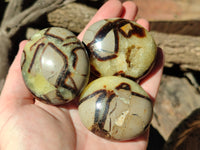 Polished Septerye Palm Stones x 12 From Mahajanga, Madagascar