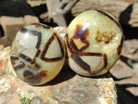 Polished Septerye Palm Stones x 12 From Mahajanga, Madagascar