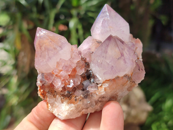 Natural Dark Amethyst Spirit Quartz Clusters x 6 From Boekenhouthoek, South Africa