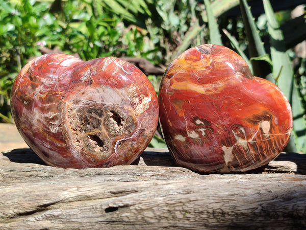 Polished Podocarpus Petrified Wood Hearts x 2 From Mahajanga, Madagascar